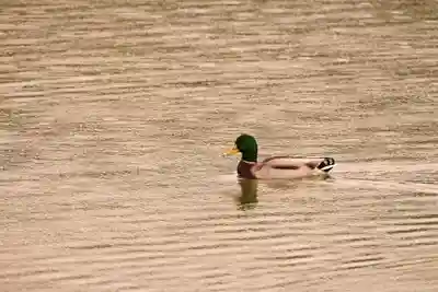 壹美白辨財天社(京都府)