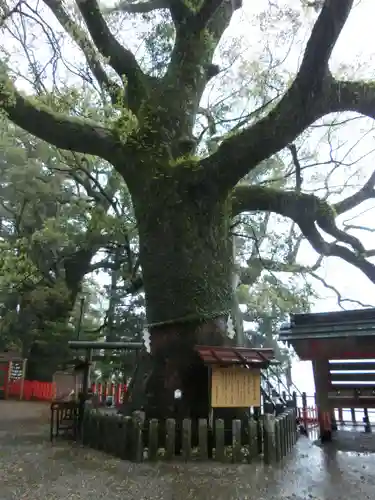 熊野那智大社の自然