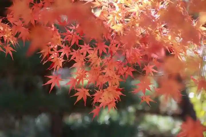 開成山大神宮の自然