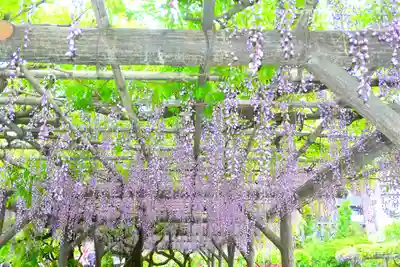 亀戸天神社(東京都)