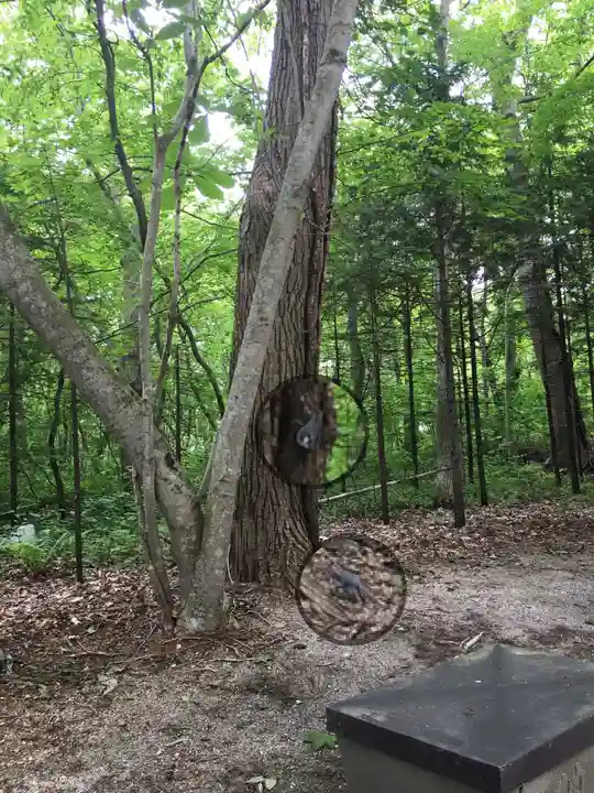 千歳神社の自然