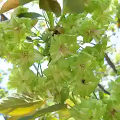 松應寺の自然