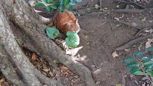 児玉神社の動物