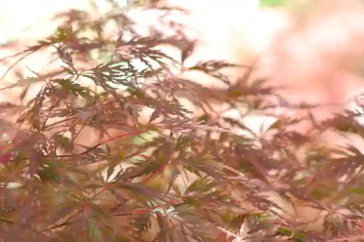 禅林寺(永観堂)(京都府)