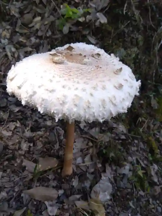 高津八幡宮(京都府)
