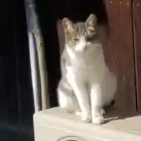 鎭國守國神社の動物