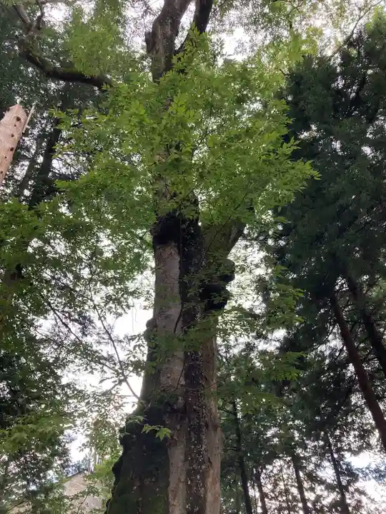 諏訪大社(長野県)