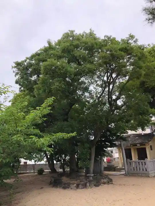 舞子六神社/まいこむの宮の自然
