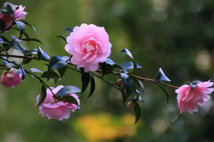 二本松神社の庭園