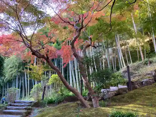 長壽寺（長寿寺）の自然