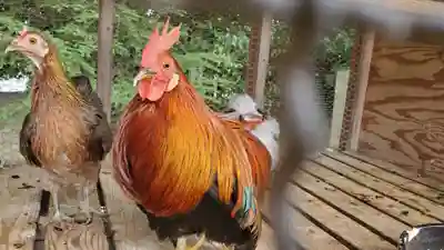 山北八幡神社の動物