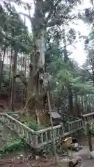 福王神社の自然