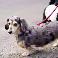 陽林寺の動物