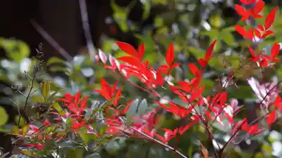 山科聖天 雙林院（双林院）　の自然