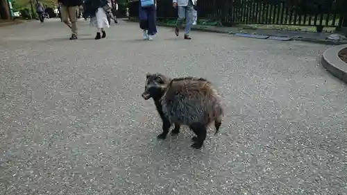 上野東照宮の動物