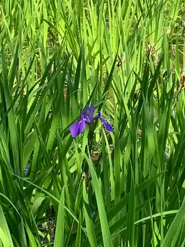 大田神社（賀茂別雷神社境外摂社）(京都府)