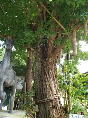 大木白山社の自然