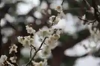 開成山大神宮の自然