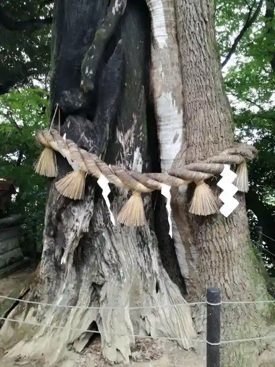 常陸國總社宮の自然