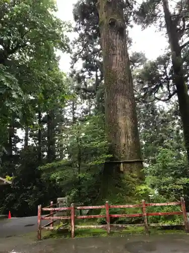 箱根神社の自然