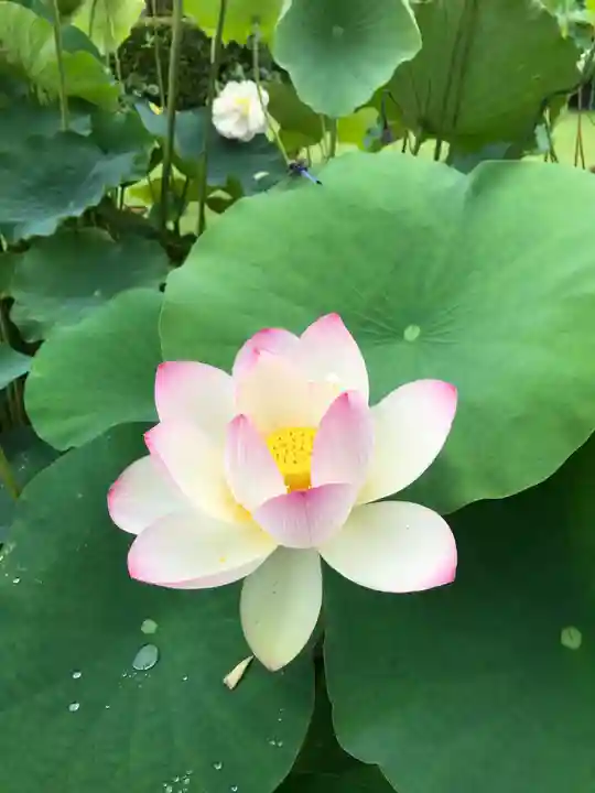 三室戸寺の自然