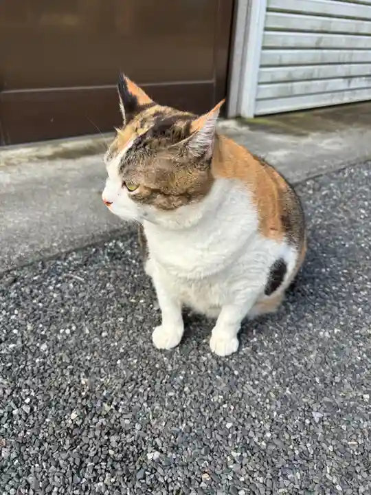 賀茂別雷神社の動物