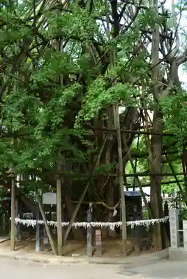 稲毛神社(神奈川県)