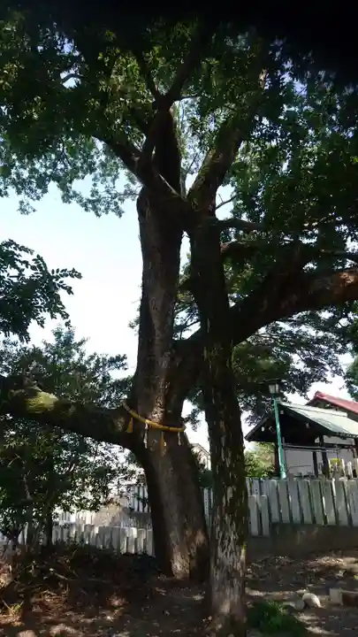 外山神社の自然