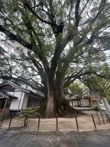 太宰府天満宮の{uncategorized: "未分類", other: "その他", undefined: "問題あり", building: "その他建物", grave: "お墓", sacred_gate: "鳥居", guardian: "狛犬", statue: "像", buddha: "仏像", history: "歴史", nature: "自然", garden: "庭園", animal: "動物", pagoda: "塔", temizu: "手水舎", mountain_gate: "山門・神門", sanctuary: "本殿・本堂", subordinate: "末社・摂社", art: "芸術", scenery: "景色", jizo: "地蔵", ema: "絵馬", goshuin: "御朱印", omikuji: "おみくじ", items: "授与品その他", amulet: "お守り", goshuincho: "御朱印帳", eats: "食事", festival: "お祭り", votive_dance: "神楽", shichigosan: "七五三参", wedding: "結婚式", experience: "体験その他", initially: "初詣", around: "周辺", anti_infection: "感染症対策"}