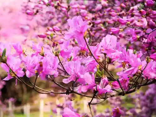 廣田神社の自然