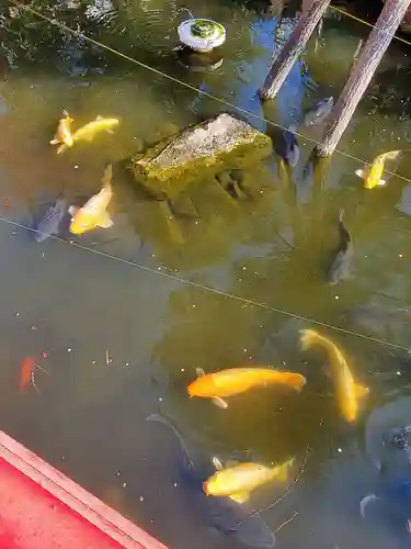 今泉八坂神社(栃木県)