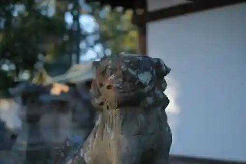 泉穴師神社の狛犬