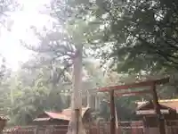 瀧原宮(皇大神宮別宮)の自然