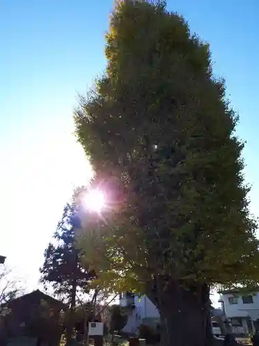 八幡神社の自然