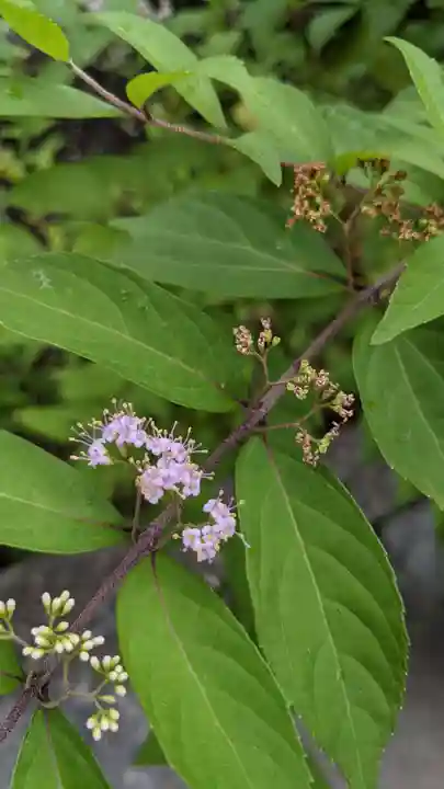 三輪神社の自然
