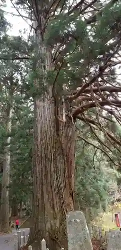 比婆山熊野神社の自然