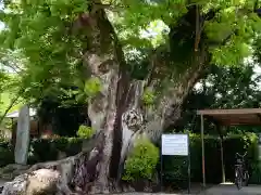 粉河寺の自然