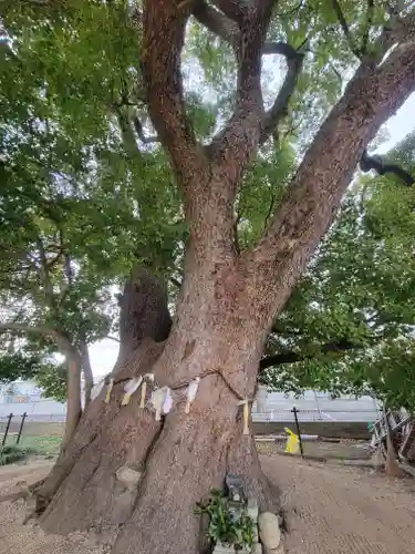 加多寺跡(愛媛県)