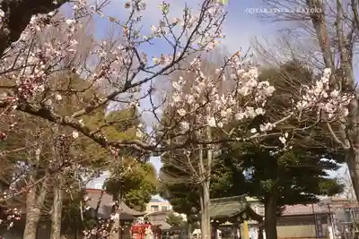 相模原氷川神社(神奈川県)