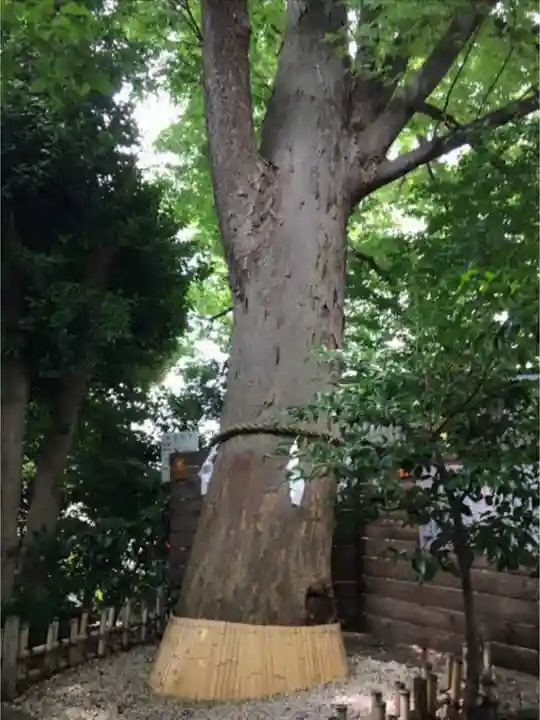 鎮守氷川神社の自然