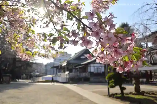 新井薬師（梅照院）(東京都)