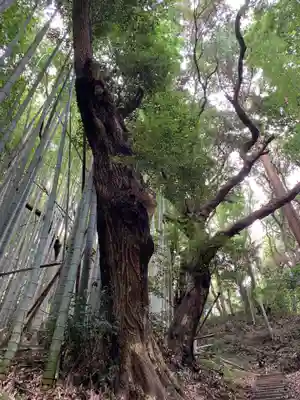 八幡大神社の自然