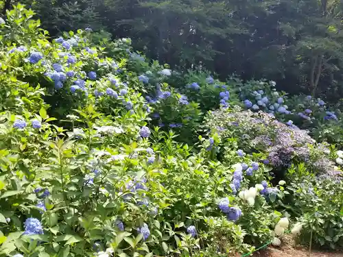 大宝八幡宮の自然