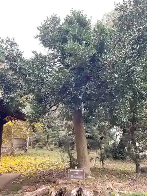 若松天神社(滋賀県)