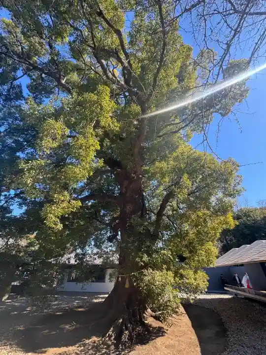上野東照宮の{uncategorized: "未分類", other: "その他", undefined: "問題あり", building: "その他建物", grave: "お墓", sacred_gate: "鳥居", guardian: "狛犬", statue: "像", buddha: "仏像", history: "歴史", nature: "自然", garden: "庭園", animal: "動物", pagoda: "塔", temizu: "手水舎", mountain_gate: "山門・神門", sanctuary: "本殿・本堂", subordinate: "末社・摂社", art: "芸術", scenery: "景色", jizo: "地蔵", ema: "絵馬", goshuin: "御朱印", omikuji: "おみくじ", items: "授与品その他", amulet: "お守り", goshuincho: "御朱印帳", eats: "食事", festival: "お祭り", votive_dance: "神楽", shichigosan: "七五三参", wedding: "結婚式", experience: "体験その他", initially: "初詣", around: "周辺", anti_infection: "感染症対策"}