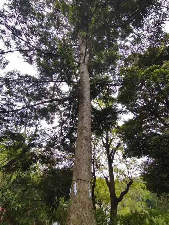 葛原岡神社の自然
