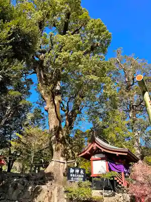鹿児島神宮(鹿児島県)