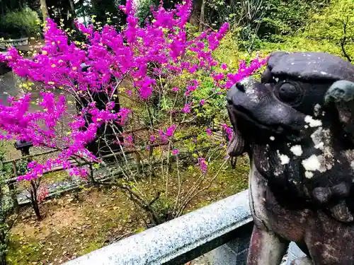 熊野神社の狛犬