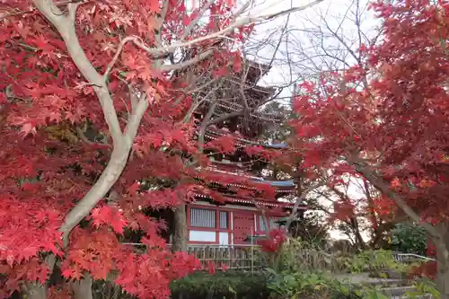 本土寺(千葉県)
