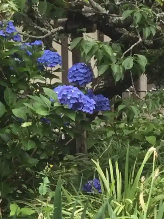 極楽寺(霊鷲山感應院極楽律寺)(神奈川県)